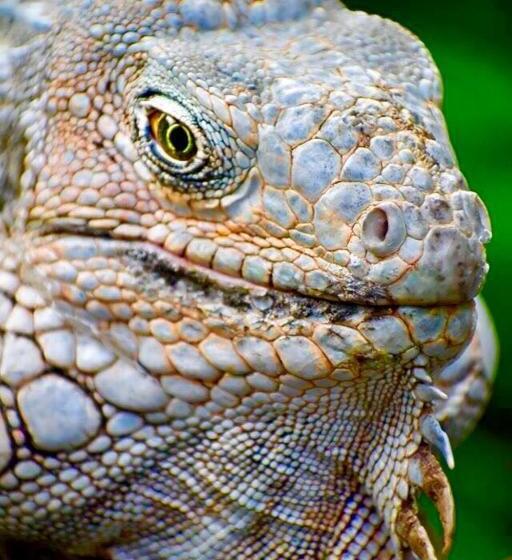 צימר Mar Verde Lodge