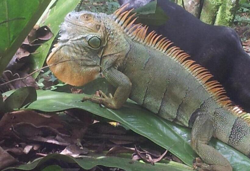 צימר Mar Verde Lodge