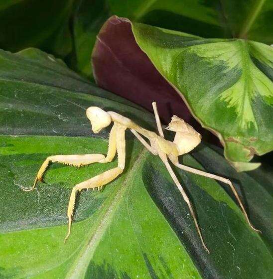 צימר Mar Verde Lodge