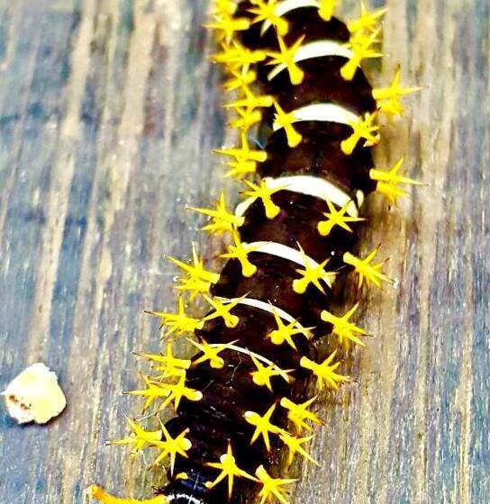 צימר Mar Verde Lodge