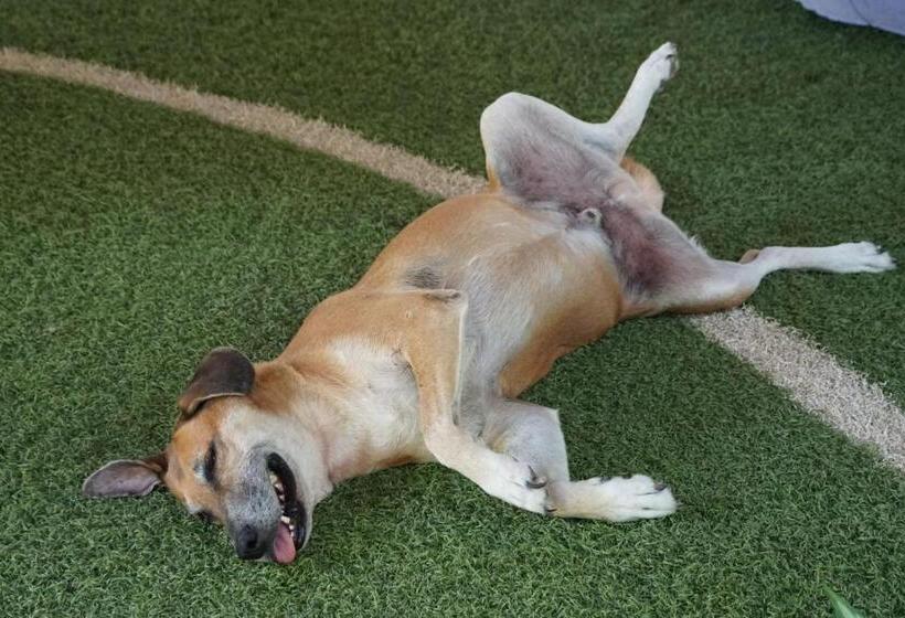 Cabinas Playa Surf Hostel