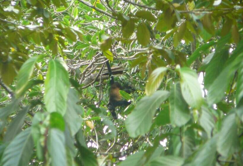 هتل Laureles Collection Uvita   Cabinas Los Laureles