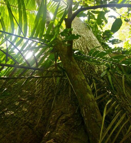 هتل Laureles Collection Uvita   Cabinas Los Laureles