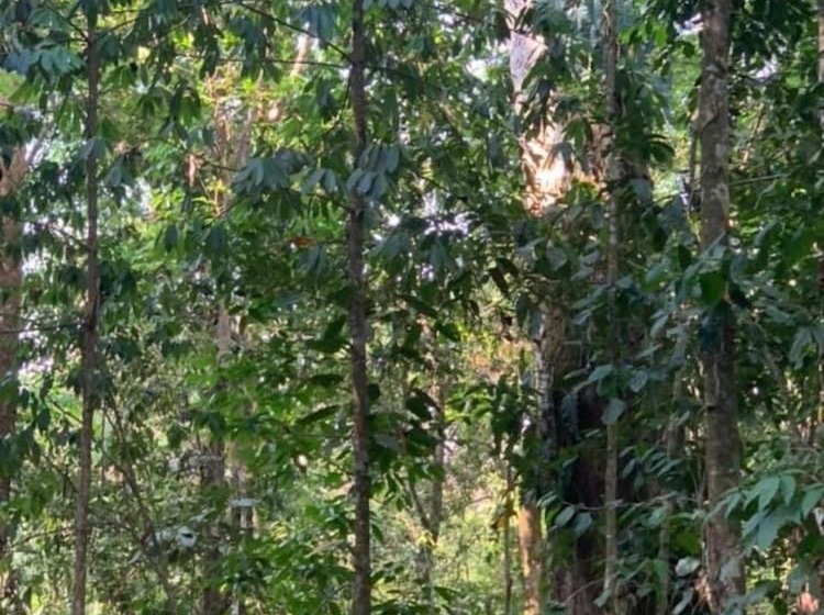 هتل Laureles Collection Uvita   Cabinas Los Laureles