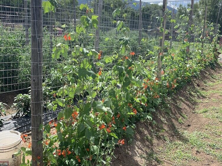 酒店 Snowmansion Taos Adventure Lodge