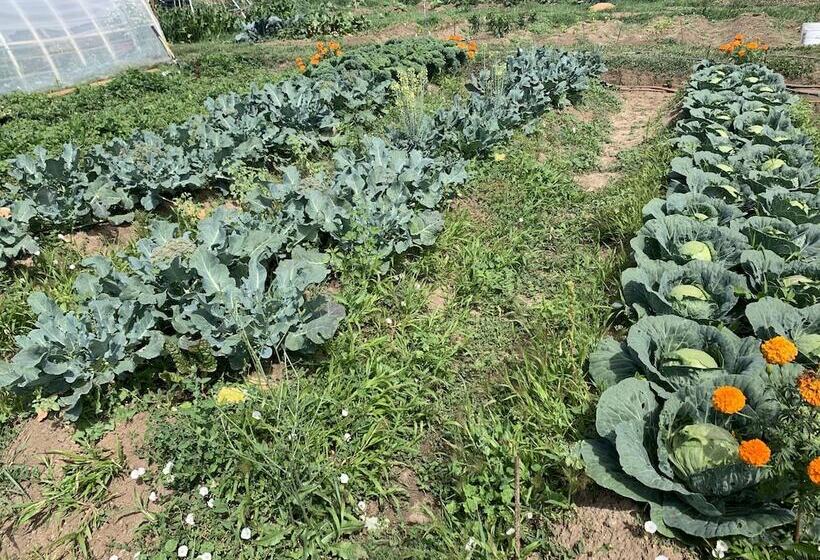 酒店 Snowmansion Taos Adventure Lodge