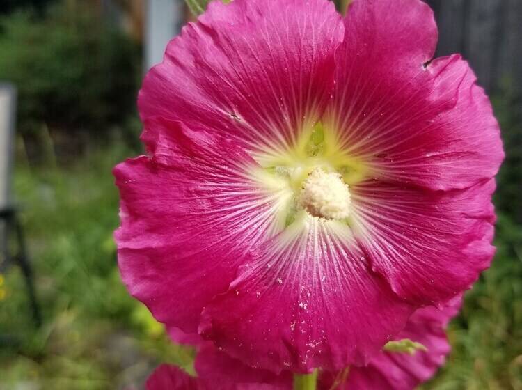 Отель Auberge Le P Tit Bonheur   Hostel