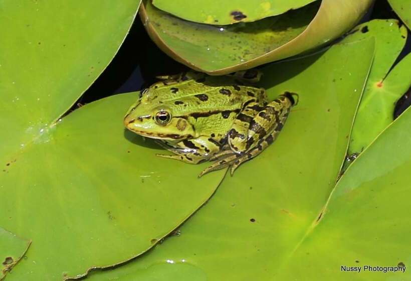 ホテル Maksimilian Osijek