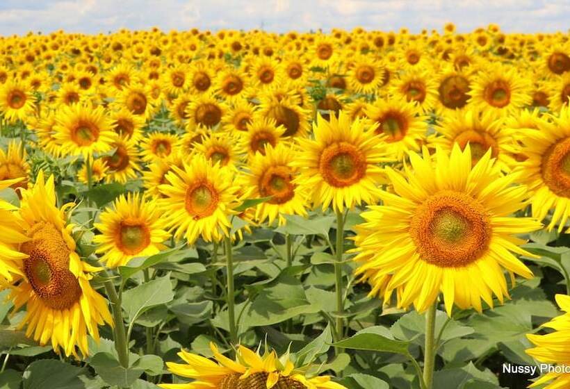 ホテル Maksimilian Osijek