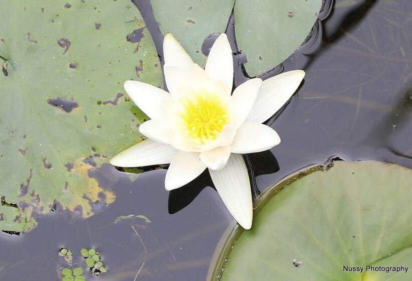 ホテル Maksimilian Osijek