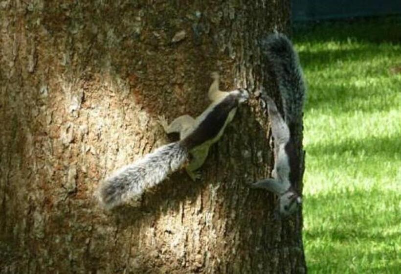 هتل Villas Macondo