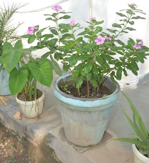 Hotell Mount Valley Mama Cottage