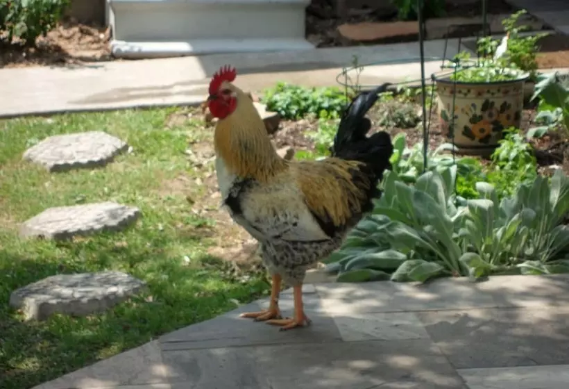 ホテル Honey Farm Bed & Breakfast