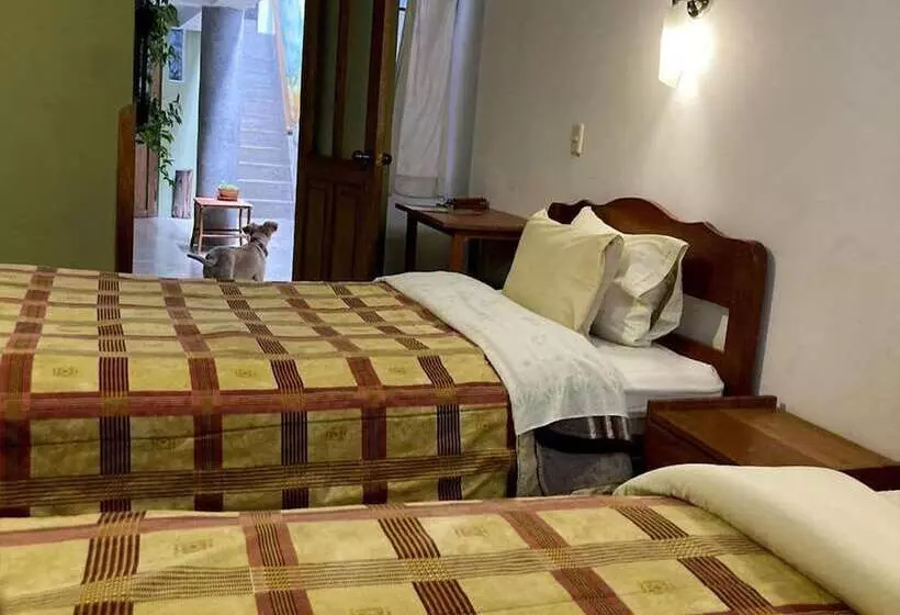 هاستل Eco Home View Guest House