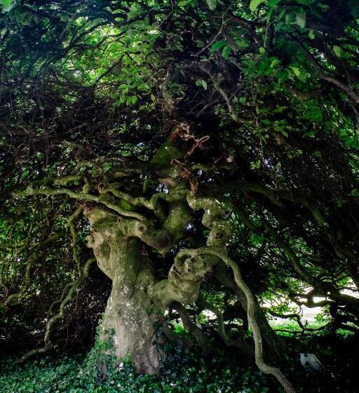 ベッドアンドブレックファースト Guesthouse Domaine Du Chalet