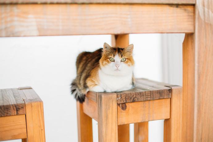 צימר Le Petit Domaine De Colayrac