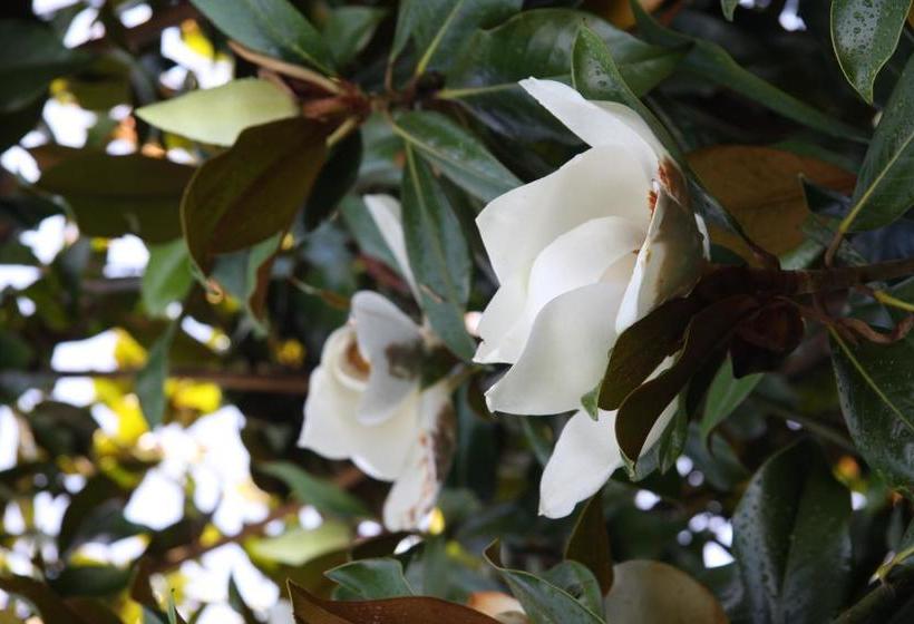 B&b Au Mas De La Tournillone