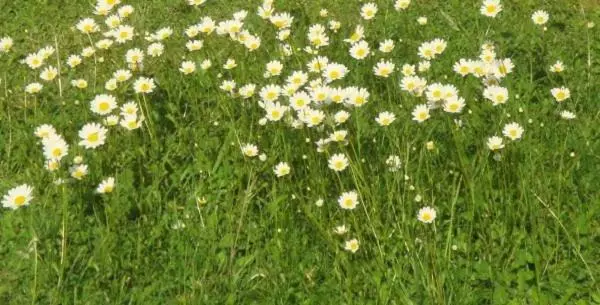 Aamiaismajoitus (B&B) Les Pieds Dans L Herbe