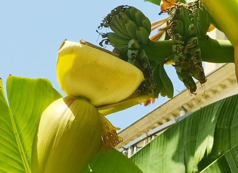 Chambres D Hôtes Bed And Breakfast Les Palmiers