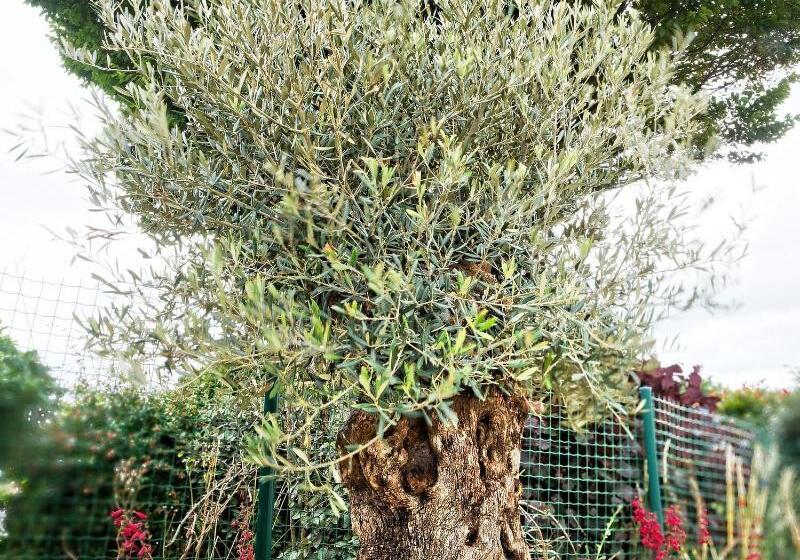 Hotelli Kyriad Direct Saint Brieuc   Parc Des Expositions