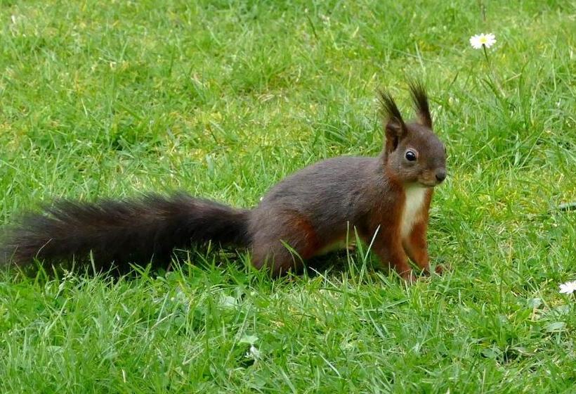 Отель Bar Tabac Point Chaud L Ecureuil