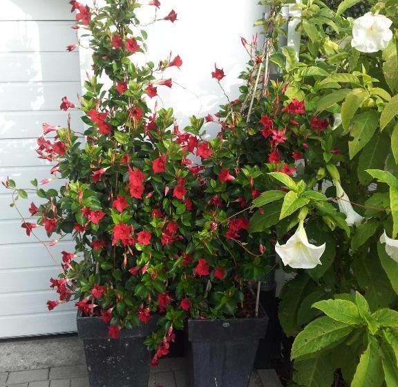 צימר De Witte Molen Kranenburg