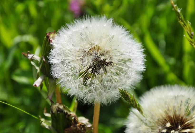 בית מלון כפרי Pension Gasthaus Zur Schmiede