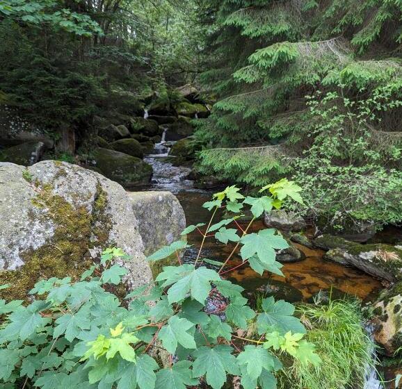 Waldgasthaus & Berghotel Steinerne Renne