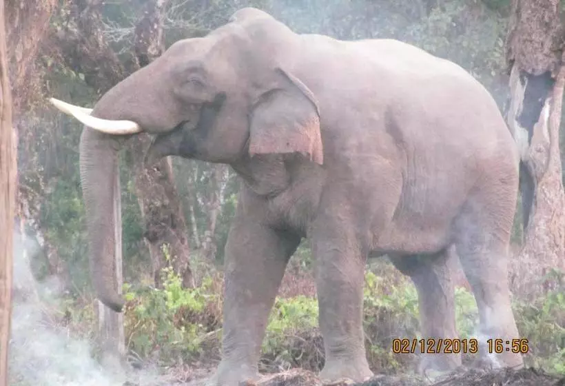 Chitwan Tiger Camp