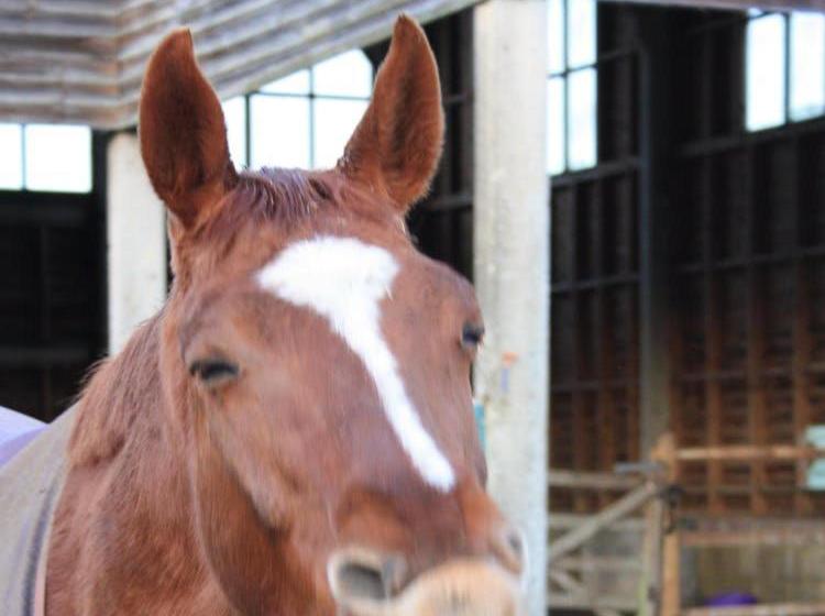 تختخواب و صبحانه Cherry Orchard Farm