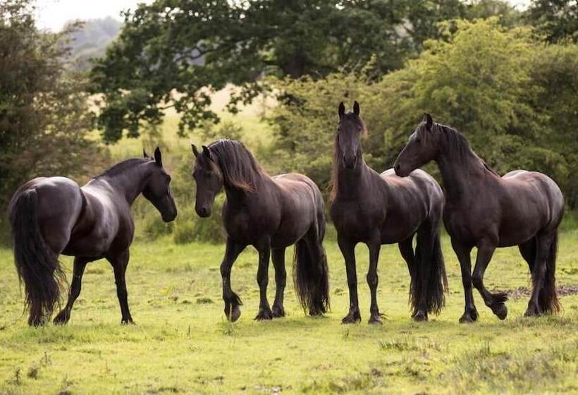 ベッドアンドブレックファースト Greenbank Farmhouse