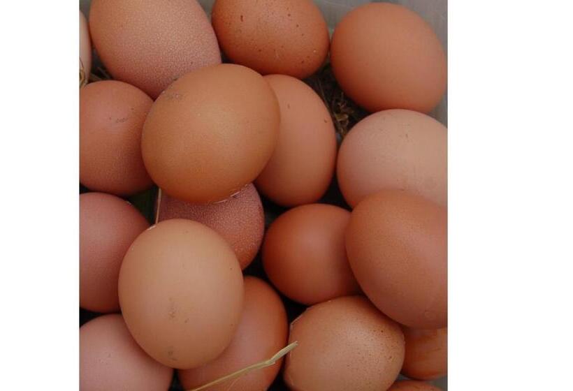 צימר Nantgwynfaen Organic Farm Wales