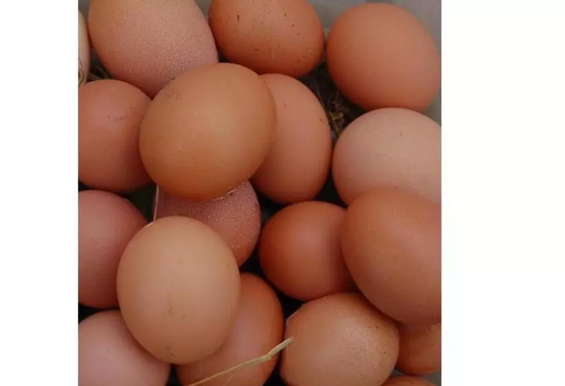 تختخواب و صبحانه Nantgwynfaen Organic Farm Wales