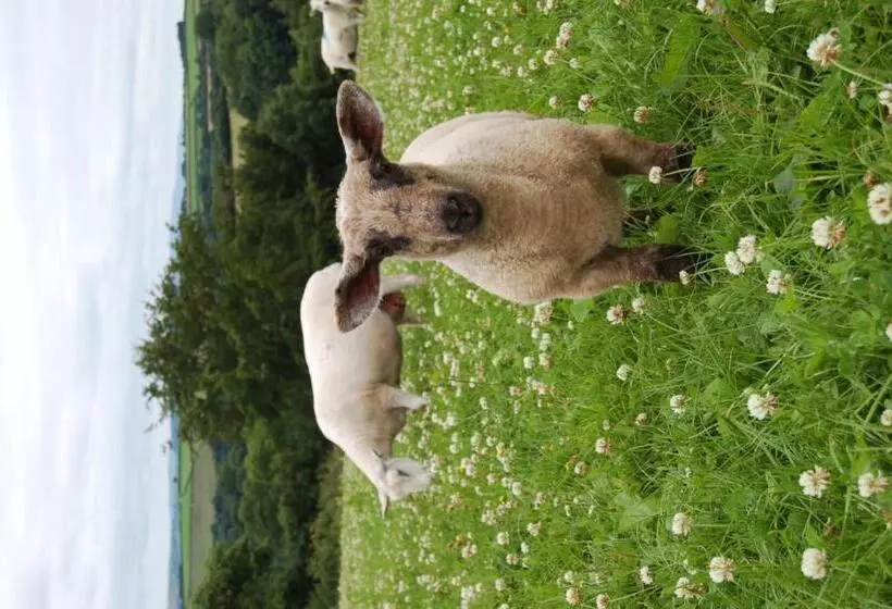 تختخواب و صبحانه Nantgwynfaen Organic Farm Wales