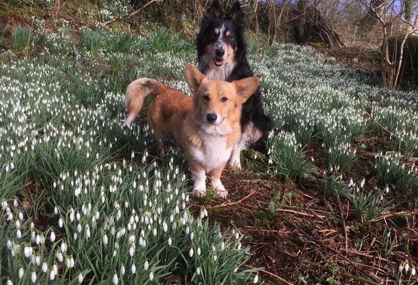 צימר Nantgwynfaen Organic Farm Wales