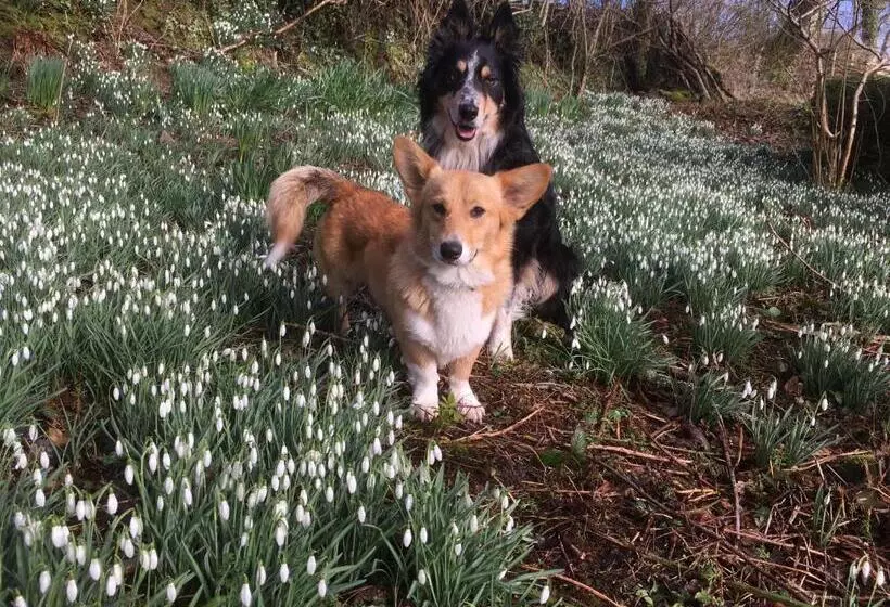 تختخواب و صبحانه Nantgwynfaen Organic Farm Wales