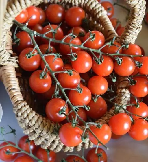 تختخواب و صبحانه Nantgwynfaen Organic Farm Wales