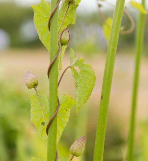 הוסטל Yha Lizard