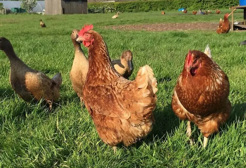 Aamiaismajoitus (B&B) The Farm Burscough