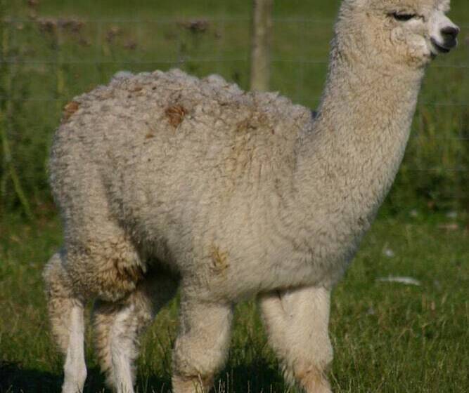 Bed and Breakfast The Farm Burscough