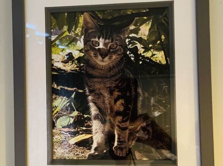 فندق The Lake View