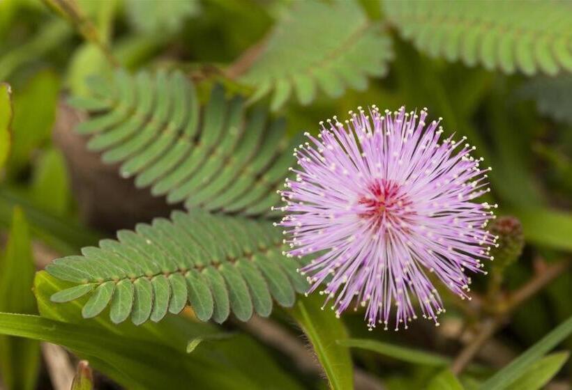 בית מלון כפרי Sulawesi Jember