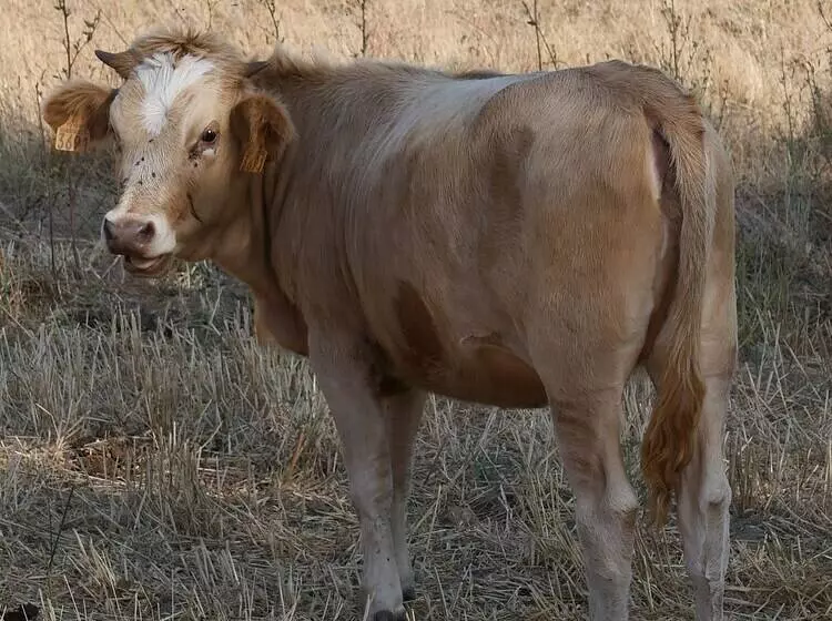 Hotelli Domaine Machja