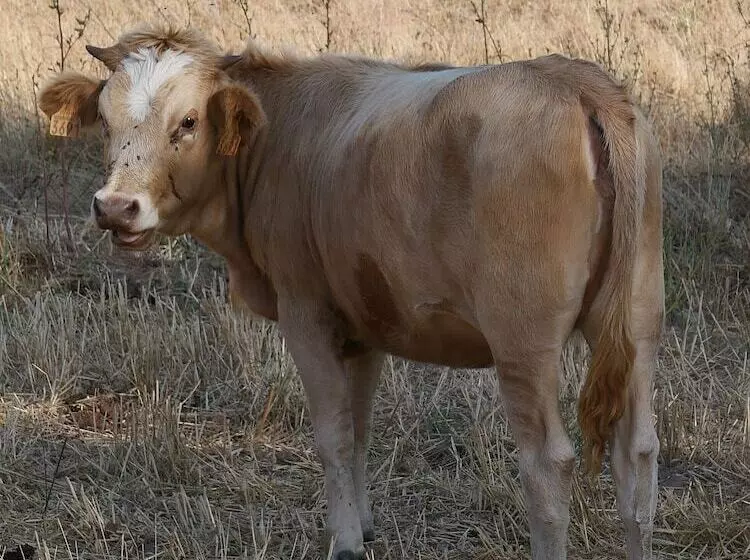 Hotelli Domaine Machja