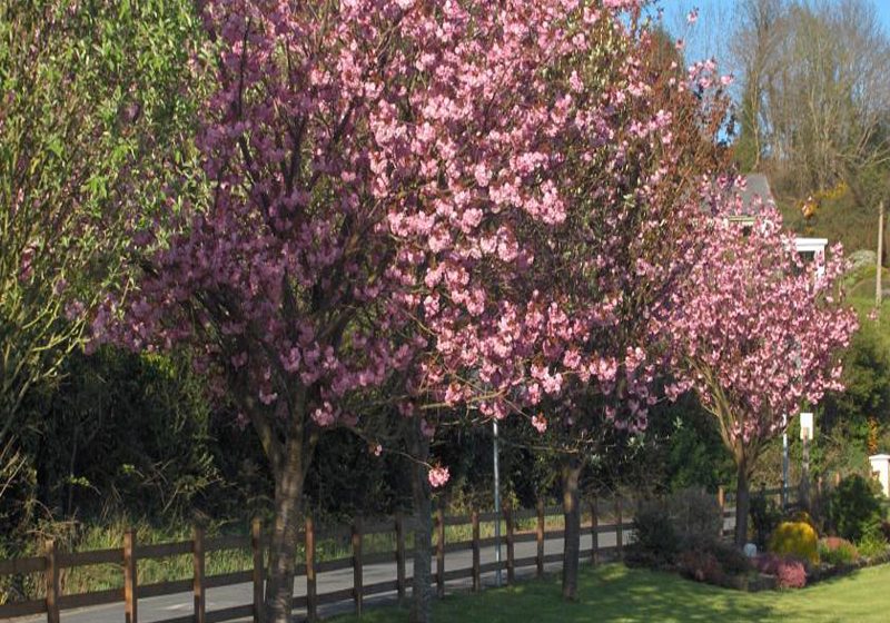 Nocleg ze śniadaniem Cherrybrook Country Home