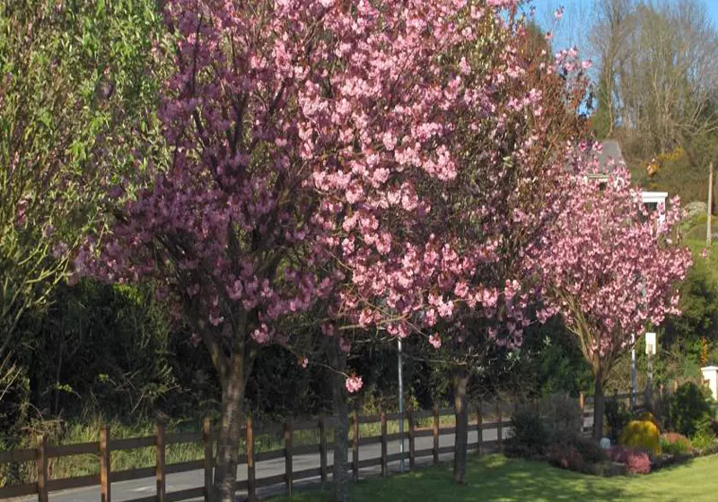 Aamiaismajoitus (B&B) Cherrybrook Country Home