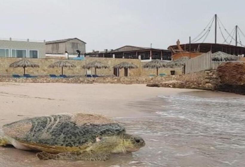 هتل Turtle Beach Resort