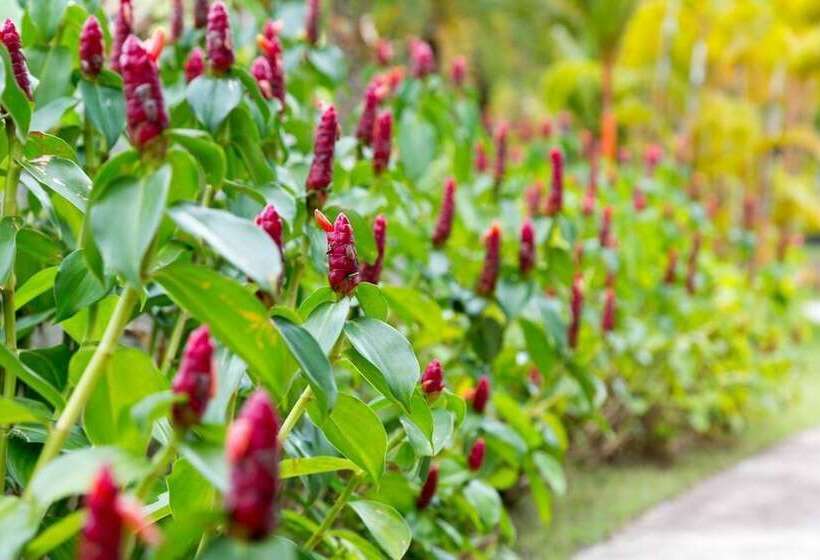 בית מלון כפרי Mango Beach Resort