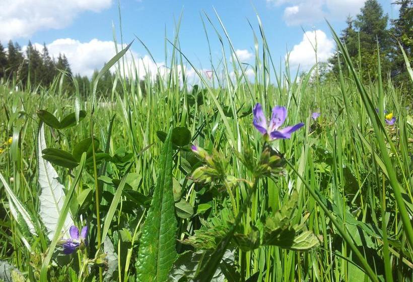 Отель Negritella