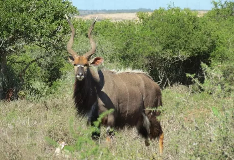 ホテル Kudu Ridge Game Lodge